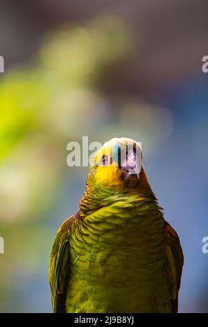 Yellow-naped amazon parrot (Amazona auropalliata) Stock Photo