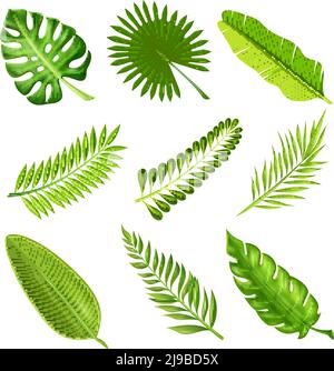 Collection of green decorative elements in realistic style showing different shapes of tropical palm tree branches on white background isolated vector Stock Vector