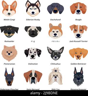 Purebred dogs faces icon set with welsh corgi Siberian husky Rottweiler Dalmatian akita inu breeds vector illustration Stock Vector