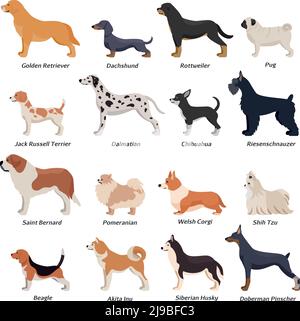 Colored profile dogs icon set with golden retriever pug beagle jack Russell terrier and other breeds vector illustration Stock Vector