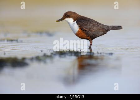 An adult White-throated Dipper (Cinclus cinclus gularis) in a river carrying food for nearby chicks in the Yorkshire Dales, UK Stock Photo