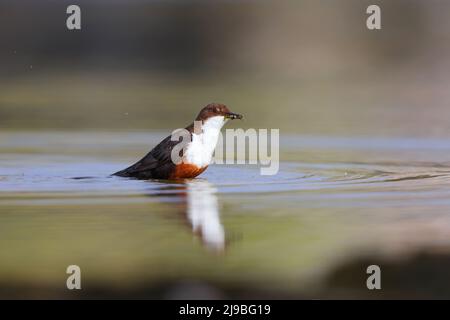 An adult White-throated Dipper (Cinclus cinclus gularis) in a river catching food for nearby chicks in the Yorkshire Dales, UK Stock Photo
