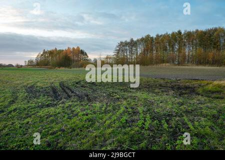 A cultivated field in front of the trees on an autumn evening, Zarzecze, Poland Stock Photo