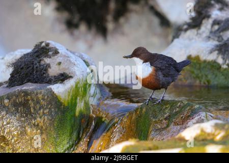 An adult White-throated Dipper (Cinclus cinclus gularis) perched on a rock while carrying food for nearby chicks in the Yorkshire Dales, UK Stock Photo