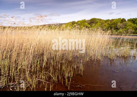Lough Graney in County Clare, Ireland Stock Photo