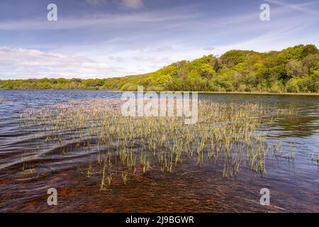 Lough Graney in County Clare, Ireland Stock Photo