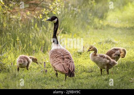 A Canada Goose (Branta canadensis) and three goslings preen themselves in the late afternoon sunshine on the edge of a lake in Devon. Stock Photo