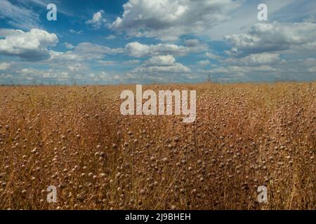 Buckwheat field against blue sky and white clouds background. Stock Photo