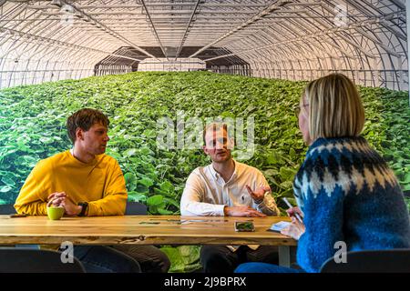 Nordic Wasabi founder Ragnar Atli Tómasson (left) and marketing manager Olli Hall (centre) speak with journalist Angela Berg (right) during an interview in front of the photo mural of the company's wasabi greenhouse in Fellabær near Egilsstaðir, Iceland. Founded in 2015 as "Jurt", the company grows real Japanese wasabi in geothermally heated greenhouses. Stock Photo