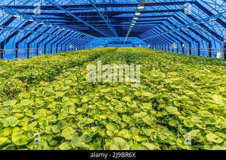 Wasabi as far as the eye can see. Nordic Wasabi's state-of-the-art greenhouse is heated with geothermal energy. Irrigation and lighting are controlled fully automatically Stock Photo