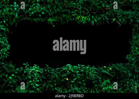 Green frame from tropical plants with black background for text. Tropical plants on a dark background with place for text. Natural banner. Stock Photo