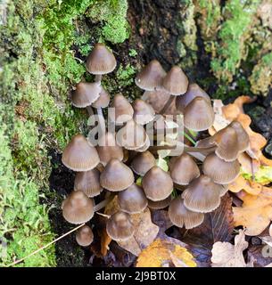 Autumn mushrooms on a tree stump overgrown with moss Stock Photo