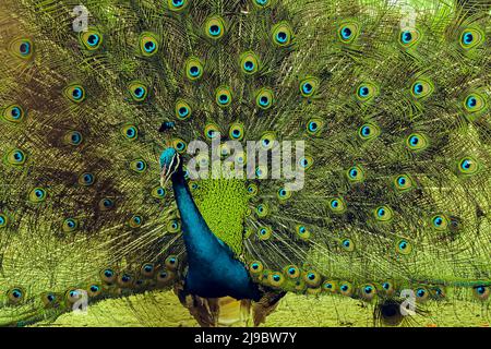 indian peacock or  Indian peafowl male spreading wings. spreads its tail feathers all in its glory to attract the female peahen. Stock Photo