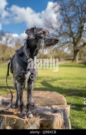 A lurcher crossbreed stands on an old tree stump looking out. Stock Photo