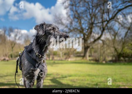 A lurcher crossbreed stands on an old tree stump looking out. Stock Photo