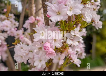 Prunus Amanogawa which is a flowering ornamental cherry. Stock Photo