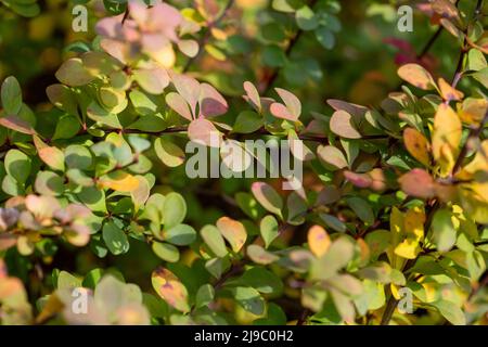 Bright colorful leaves on bushes in autumn, selective focus Stock Photo