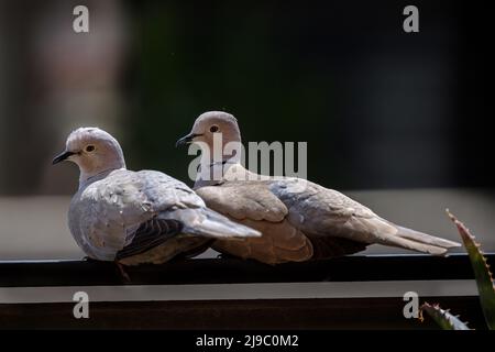 pair of doves during courtship synchronized pigeon Stock Photo