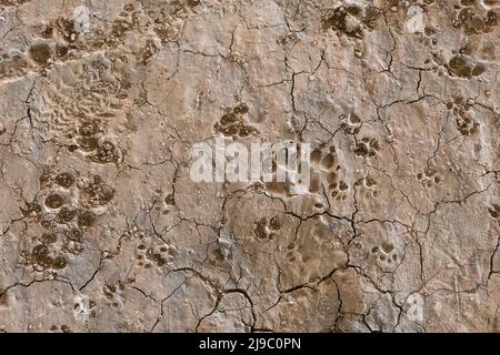 Dog footprint on land with mud, animals and nature. Dog footprint traces of different size Stock Photo