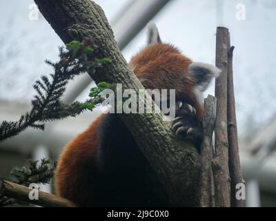 Red Panda sleeping on Tree. The red panda (Ailurus fulgens), also known as the lesser panda, is a small mammal native to the eastern Himalayas and sou Stock Photo