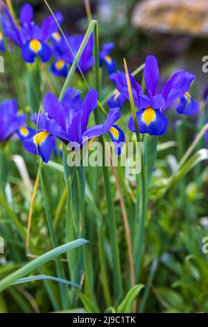 Iris Sapphire Beauty (Dutch Iris) Stock Photo