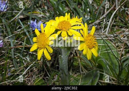 Tephroseris integrifolia subsp. maritima (South Stack fleawort) is endemic to Holyhead Island adjacent to Anglesey, mainly around South Stack. Stock Photo