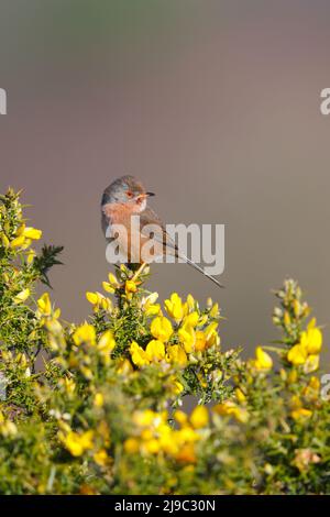 A female Dartford Warbler (Curruca undata) perched on a gorse bush in early spring in the UK