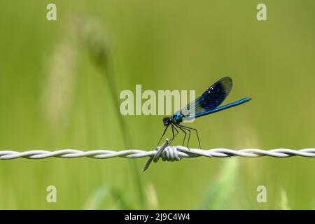 Damsel fly standing on a barbed wire fence Stock Photo
