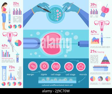 in vitro fertilization flat infographic template with diagrams charts and medical elements of insemination procedure vector illustration Stock Vector
