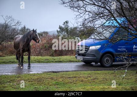 A wet Bodmin Pony blocking a vehicle on a road in miserable weather on the wild Goonzion Downs on Bodmin Moor in Cornwall. Stock Photo