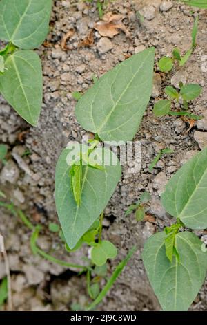 closeup the bunch ripe green soybean plants with leaves growing in the farm in row soft focus natural green brown background. Stock Photo