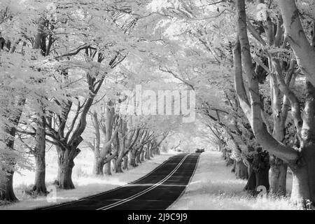 A black and white infrared image of a tree-lined avenue near Kingston Lacy in Dorset. Stock Photo