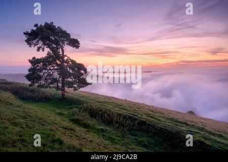 A scots pine overlooking a mist filled Vale of Pewsey at Martinsell Hill in Wiltshire. Stock Photo