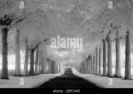 A black and white infrared image of a tree-lined avenue at Moor Crichel in Dorset. Stock Photo