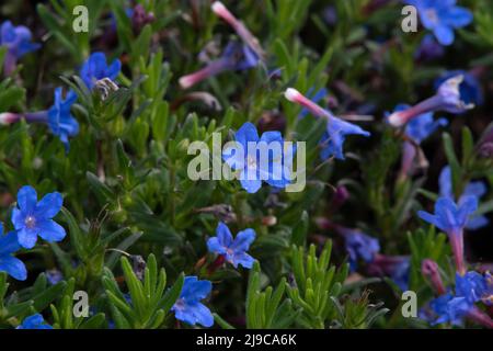 Lithodora diffusa 'Heavenly Blue' Stock Photo