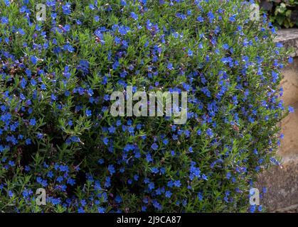 Lithodora diffusa 'Heavenly Blue' Stock Photo