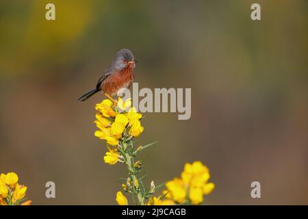 A male Dartford Warbler (Curruca undata) perched on a gorse bush in early spring in the UK Stock Photo