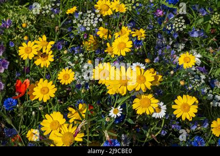 Close up of yellow corn marigolds and mixed wildflowers from above in a garden border in summer. Stock Photo