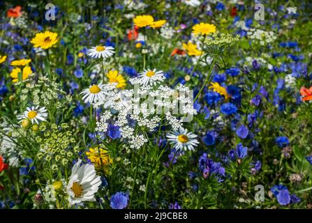 Close up of blue yellow and white wildflowers in a garden border in summer. Stock Photo