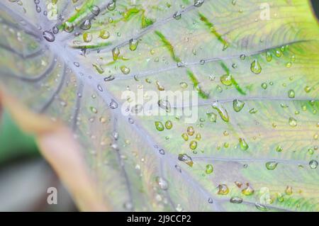 Colocasia , Colocasia Diamond Head and rain drop or dew drop Stock Photo