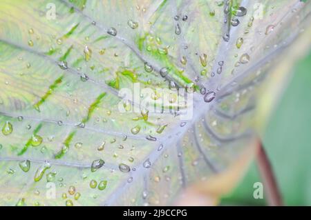 Colocasia , Colocasia Diamond Head and rain drop or dew drop Stock Photo