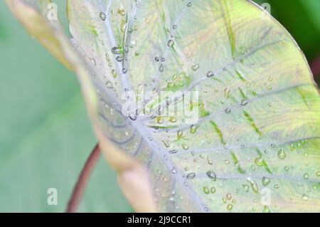 Colocasia , Colocasia Diamond Head and rain drop or dew drop Stock Photo