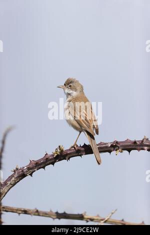 Common Whitethroat (Sylvia communis) adult male perched on bramble, Suffolk, England, May Stock Photo