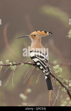 Eurasian Hoopoe (Upupa epops) adult perched on branch, Hungary, April Stock Photo
