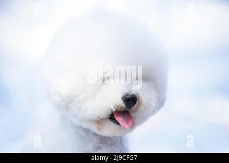 Portrait of a beautiful white dog of the Bichon Frise breed. A dog against the background of the sky in the clouds looks into the distance, sticking o Stock Photo