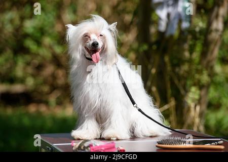 The white dog of the Chinese crested breed stuck out its tongue and looks merrily to the right. The dog is sitting on a table in the park. Close-up. Stock Photo