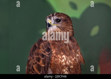 The wild bird of prey buzzard, Buteo buteo, looks to the left in the zoo enclosure. Portrait. Close-up. Stock Photo