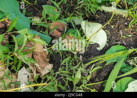 Great Meadows National Wildlife Refuge Stock Photo