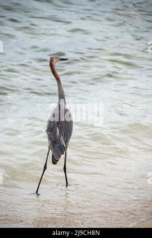 A great heron wading on the beach Stock Photo