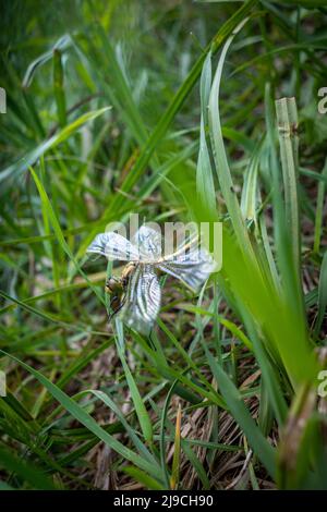 a dragonfly with broken wings lies on the ground in the grass Stock Photo